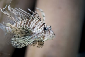 lionfish 